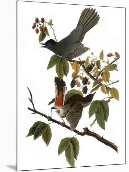 Audubon: Catbird, 1827-38-John James Audubon-Mounted Giclee Print