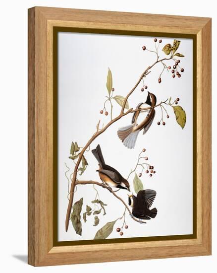 Audubon: Chickadee-John James Audubon-Framed Premier Image Canvas