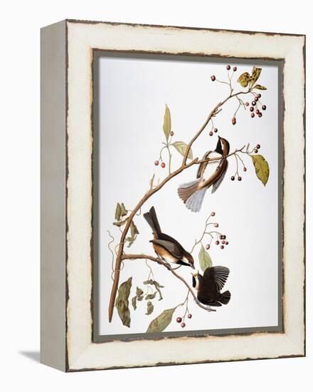 Audubon: Chickadee-John James Audubon-Framed Premier Image Canvas