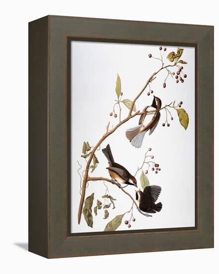 Audubon: Chickadee-John James Audubon-Framed Premier Image Canvas