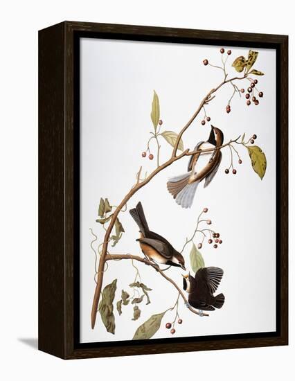 Audubon: Chickadee-John James Audubon-Framed Premier Image Canvas