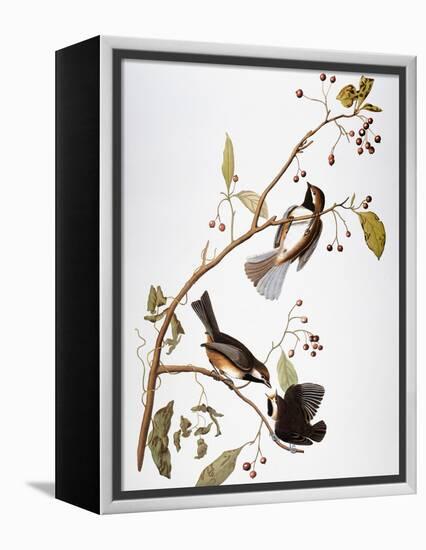 Audubon: Chickadee-John James Audubon-Framed Premier Image Canvas