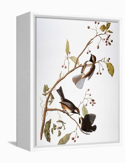 Audubon: Chickadee-John James Audubon-Framed Premier Image Canvas