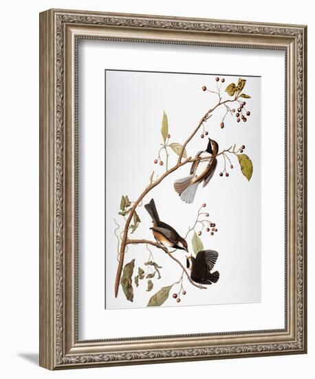 Audubon: Chickadee-John James Audubon-Framed Premium Giclee Print