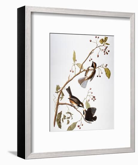 Audubon: Chickadee-John James Audubon-Framed Premium Giclee Print