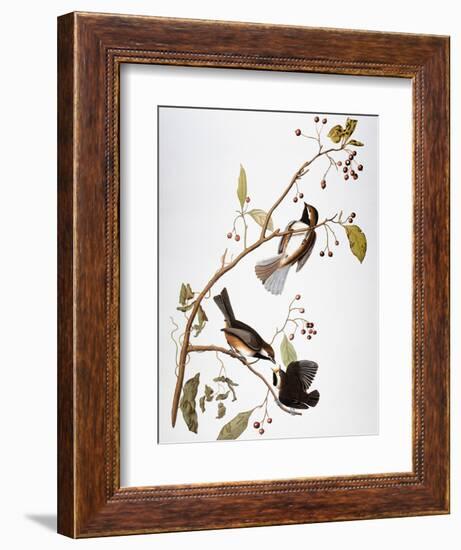 Audubon: Chickadee-John James Audubon-Framed Premium Giclee Print