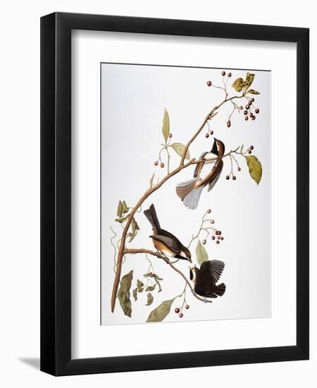 Audubon: Chickadee-John James Audubon-Framed Premium Giclee Print