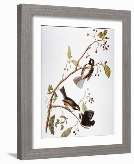 Audubon: Chickadee-John James Audubon-Framed Premium Giclee Print