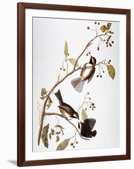 Audubon: Chickadee-John James Audubon-Framed Premium Giclee Print