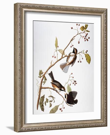 Audubon: Chickadee-John James Audubon-Framed Giclee Print