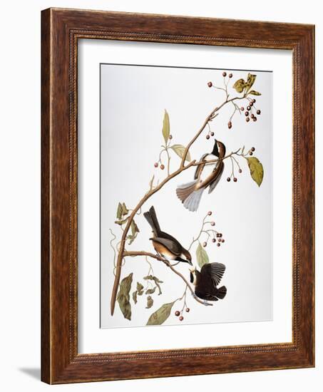 Audubon: Chickadee-John James Audubon-Framed Giclee Print