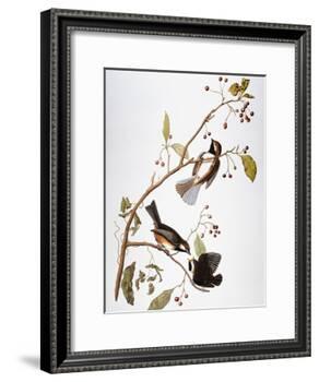 Audubon: Chickadee-John James Audubon-Framed Giclee Print