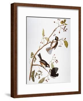 Audubon: Chickadee-John James Audubon-Framed Giclee Print