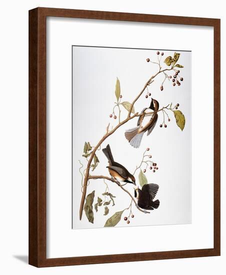 Audubon: Chickadee-John James Audubon-Framed Giclee Print