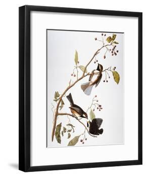 Audubon: Chickadee-John James Audubon-Framed Giclee Print