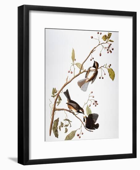 Audubon: Chickadee-John James Audubon-Framed Giclee Print