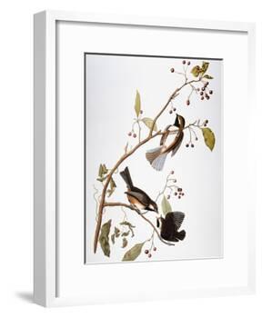 Audubon: Chickadee-John James Audubon-Framed Giclee Print