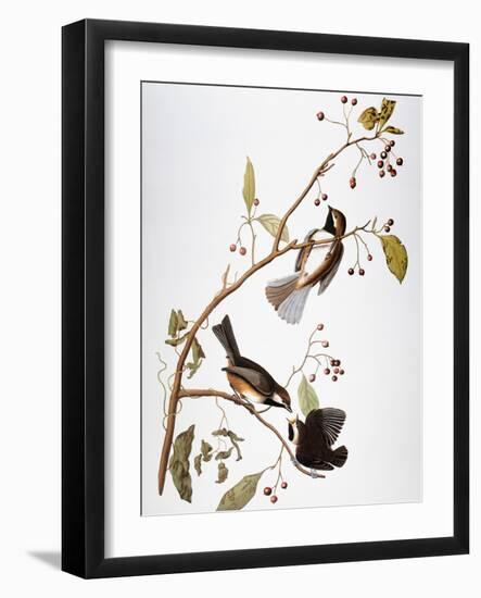 Audubon: Chickadee-John James Audubon-Framed Giclee Print