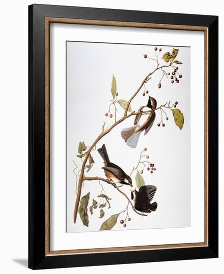 Audubon: Chickadee-John James Audubon-Framed Giclee Print