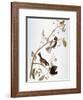 'Audubon: Chickadee' Giclee Print - John James Audubon | Art.com