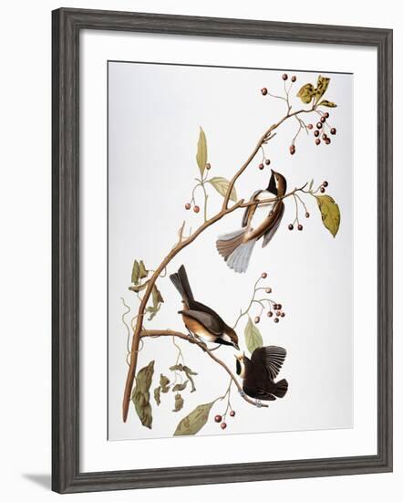 Audubon: Chickadee-John James Audubon-Framed Giclee Print