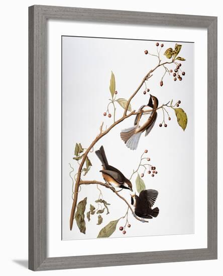 Audubon: Chickadee-John James Audubon-Framed Giclee Print