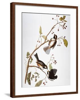 Audubon: Chickadee-John James Audubon-Framed Giclee Print