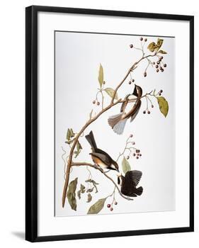 Audubon: Chickadee-John James Audubon-Framed Giclee Print