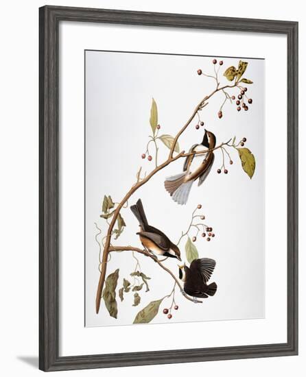 Audubon: Chickadee-John James Audubon-Framed Giclee Print