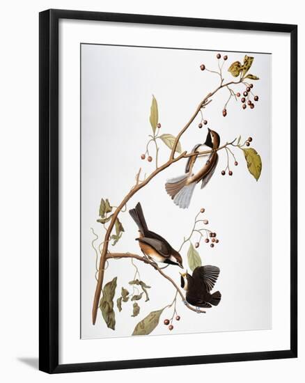 Audubon: Chickadee-John James Audubon-Framed Giclee Print