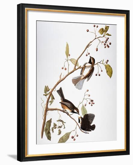 Audubon: Chickadee-John James Audubon-Framed Giclee Print