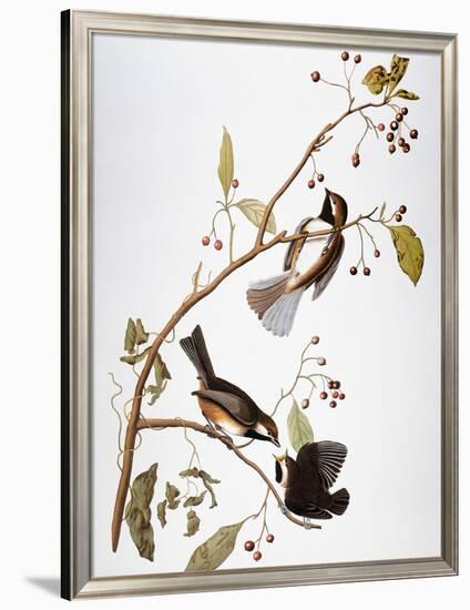 Audubon: Chickadee-John James Audubon-Framed Giclee Print