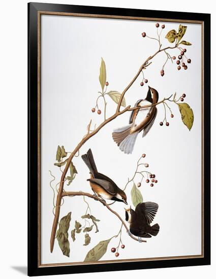 Audubon: Chickadee-John James Audubon-Framed Giclee Print