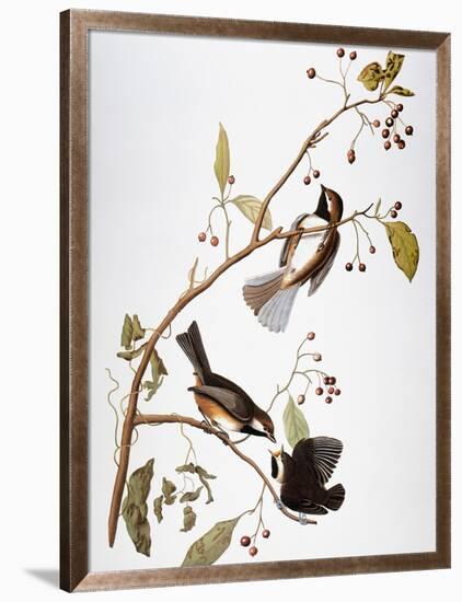 Audubon: Chickadee-John James Audubon-Framed Giclee Print