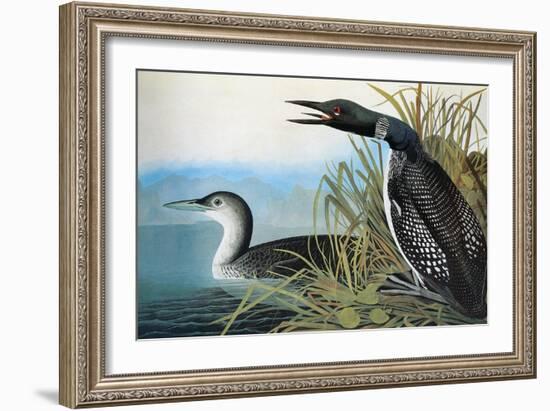 Audubon: Common Loon-John James Audubon-Framed Premium Giclee Print