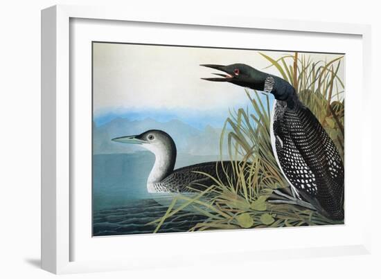 Audubon: Common Loon-John James Audubon-Framed Premium Giclee Print