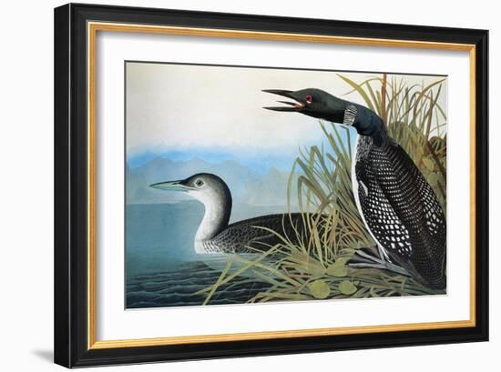 Audubon: Common Loon-John James Audubon-Framed Premium Giclee Print