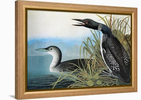 Audubon: Common Loon-John James Audubon-Framed Premier Image Canvas