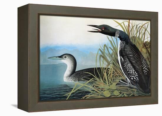 Audubon: Common Loon-John James Audubon-Framed Premier Image Canvas