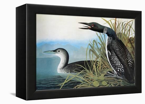 Audubon: Common Loon-John James Audubon-Framed Premier Image Canvas