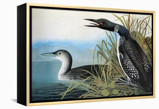 Audubon: Common Loon-John James Audubon-Framed Premier Image Canvas