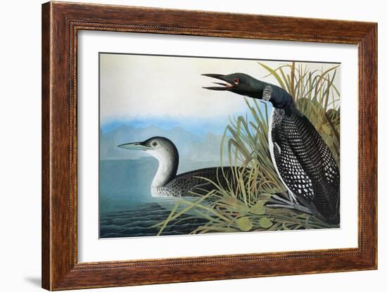 Audubon: Common Loon-John James Audubon-Framed Giclee Print