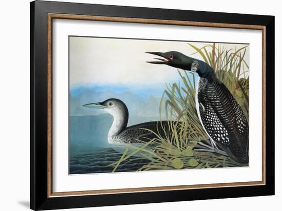 Audubon: Common Loon-John James Audubon-Framed Giclee Print