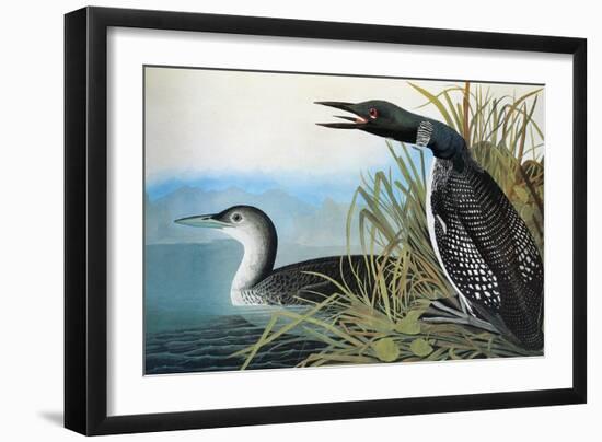 Audubon: Common Loon-John James Audubon-Framed Giclee Print
