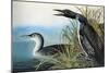 Audubon: Common Loon-John James Audubon-Mounted Giclee Print