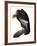 Audubon: Condor-John James Audubon-Framed Giclee Print