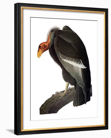 Audubon: Condor-John James Audubon-Framed Giclee Print