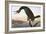 Audubon: Cormorant-John James Audubon-Framed Giclee Print