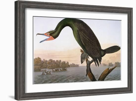 Audubon: Cormorant-John James Audubon-Framed Giclee Print