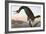 Audubon: Cormorant-John James Audubon-Framed Giclee Print